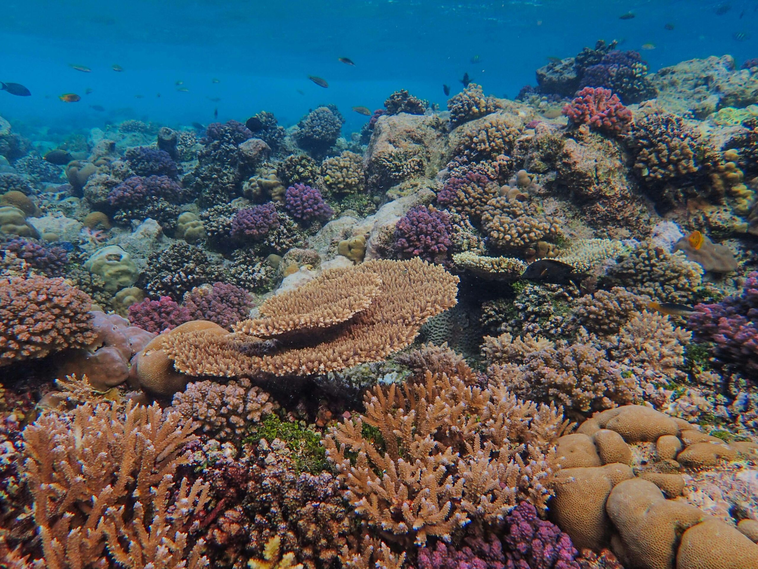 Nawet najbardziej odporne rafy koralowe w Australii odczuwają teraz upał