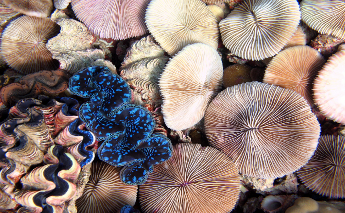 Plan Trumpa dotyczący komercyjnego połowów na Hawajach zablokowany