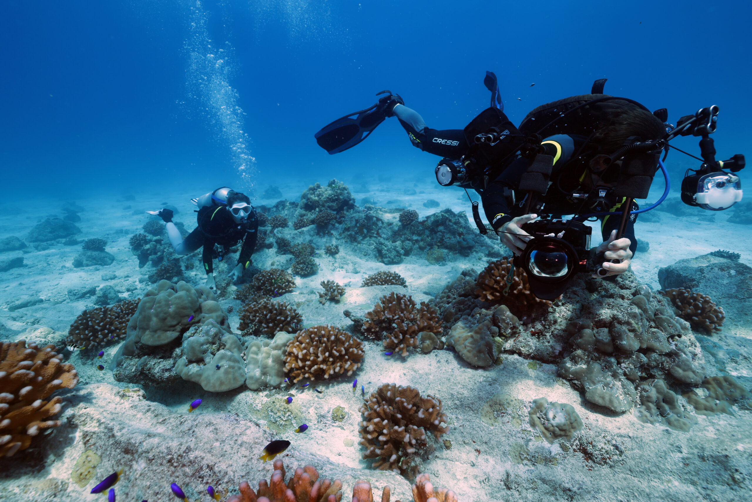 Pierwsze tarło koralowców zarejestrowane w laboratorium hodowlanym na Seszelach