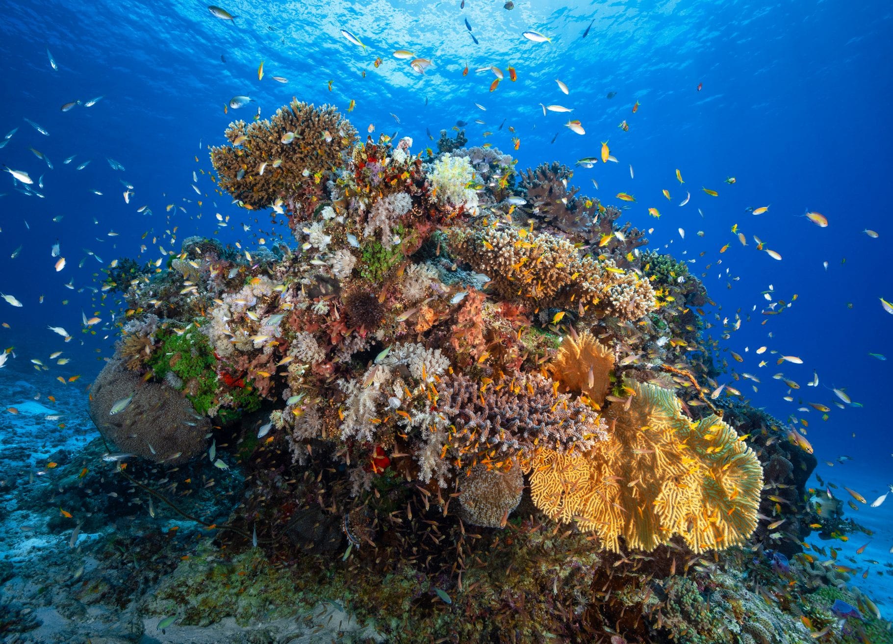 Inicjatywa Nowej Afryki Wschodniej ma na celu odbudowę raf koralowych w Kenii