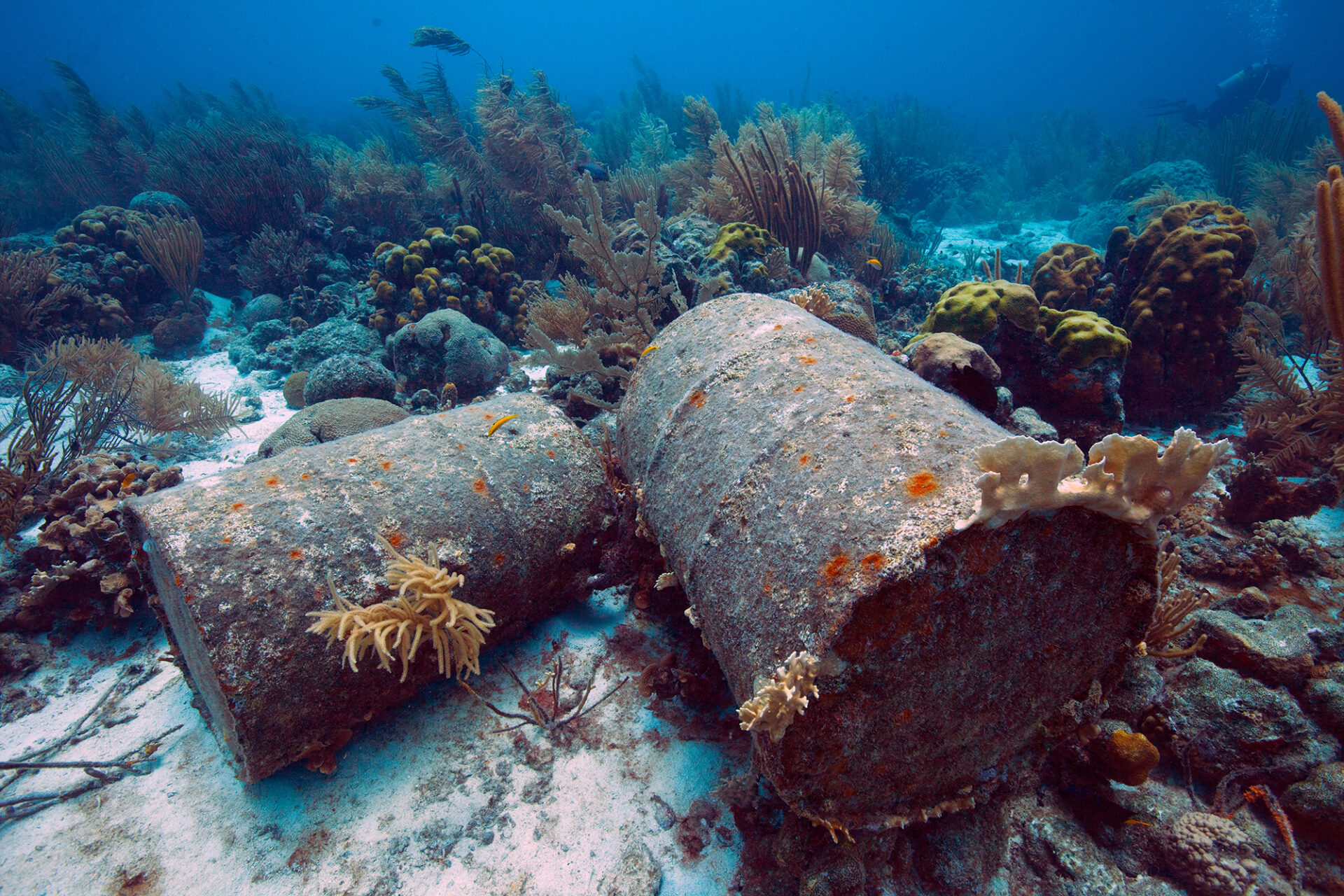 Nowe badanie zanieczyszczenia chemicznego oceanów budzi obawy dotyczące zdrowia ludzkiego
