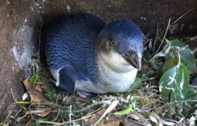 Rekordowy sezon dla korory Ōamaru, w którym wykluwa się prawie 1000 piskląt