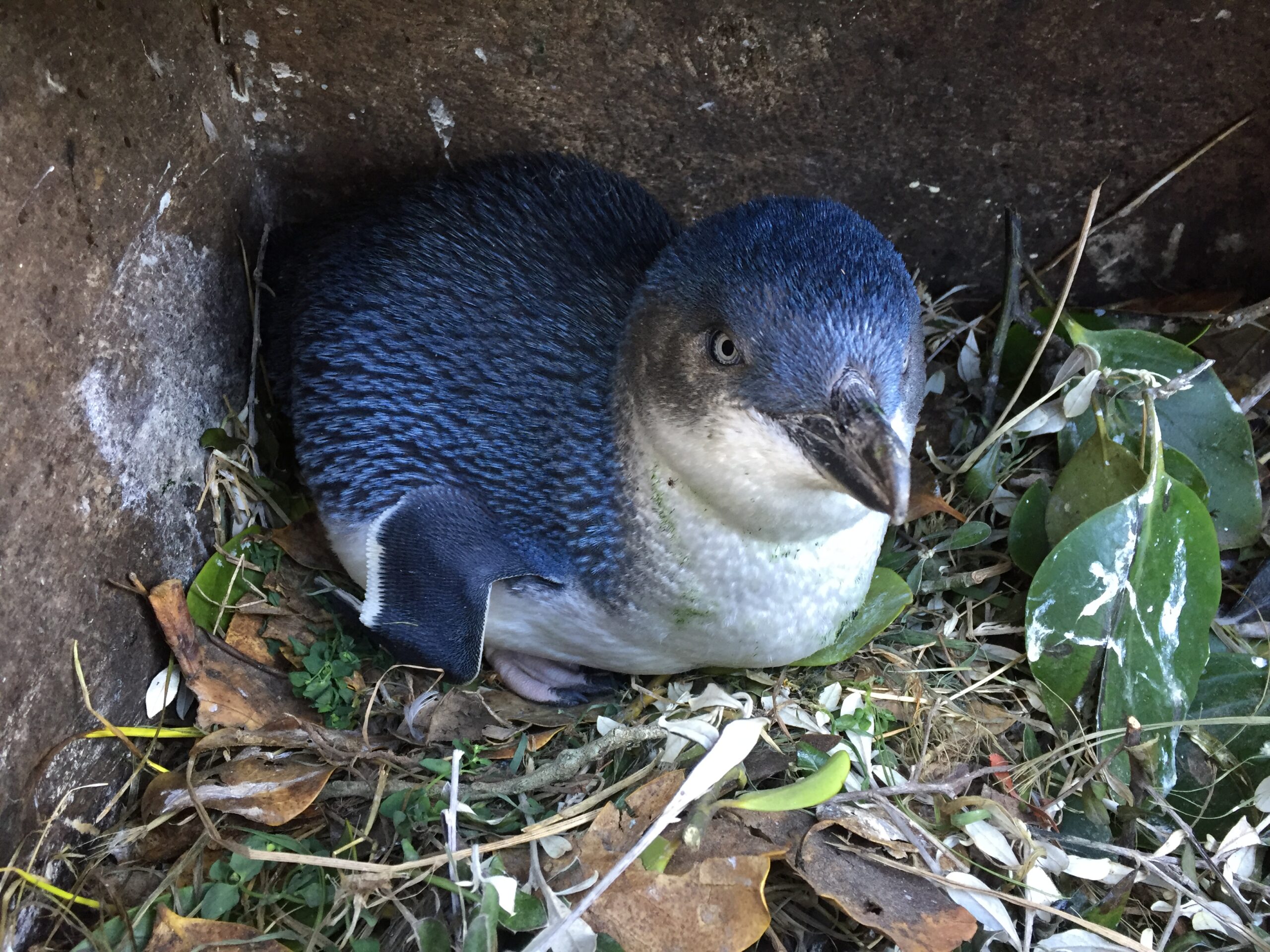 Rekordowy sezon dla korory Ōamaru, w którym wykluwa się prawie 1000 piskląt