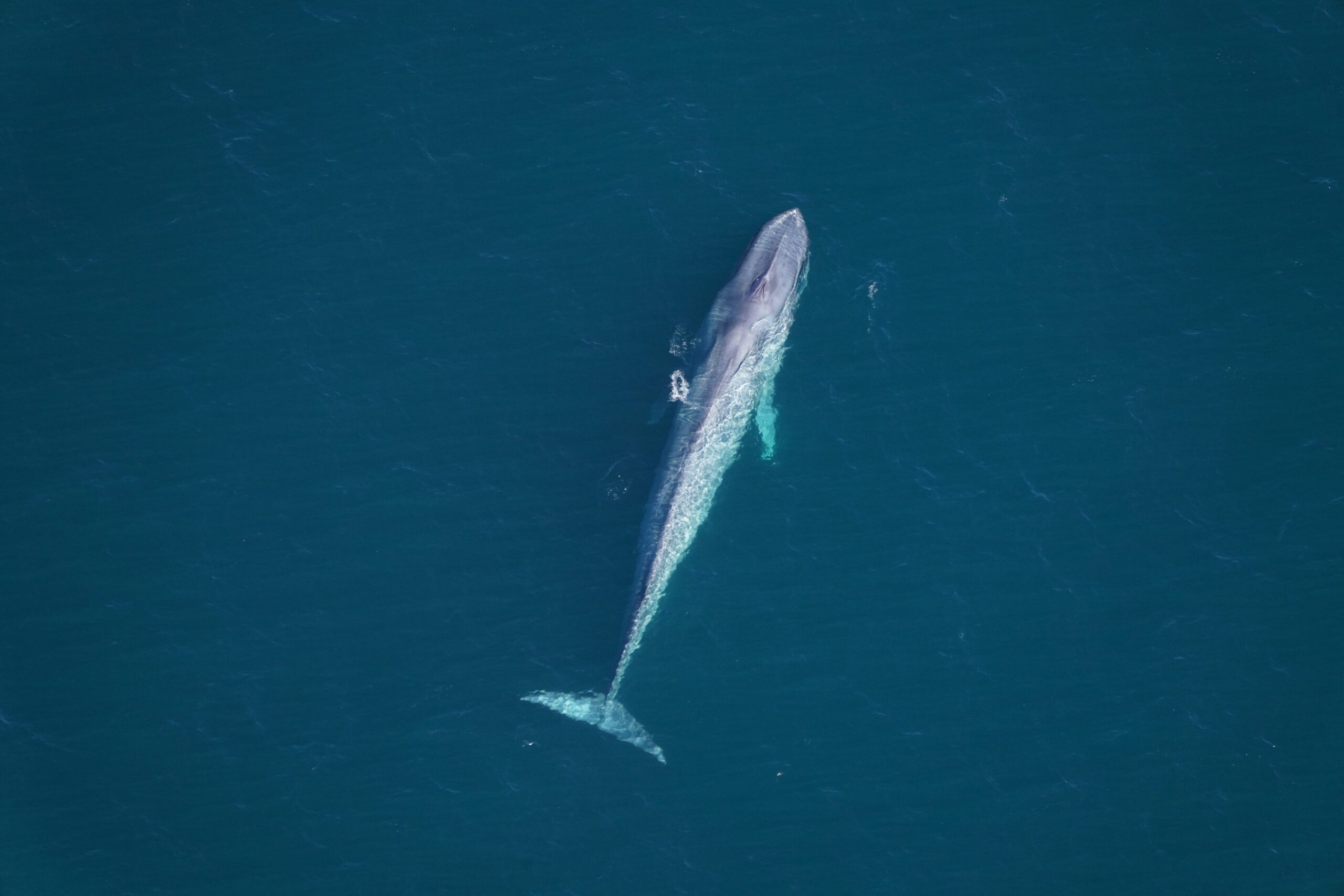 Rzadkie obserwacje płetwali błękitnych podkreślają potrzebę ochrony Atlantyku