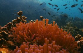 Pierwsza na świecie konferencja na temat wycofywania paliw kopalnych skupia uwagę na oceanach