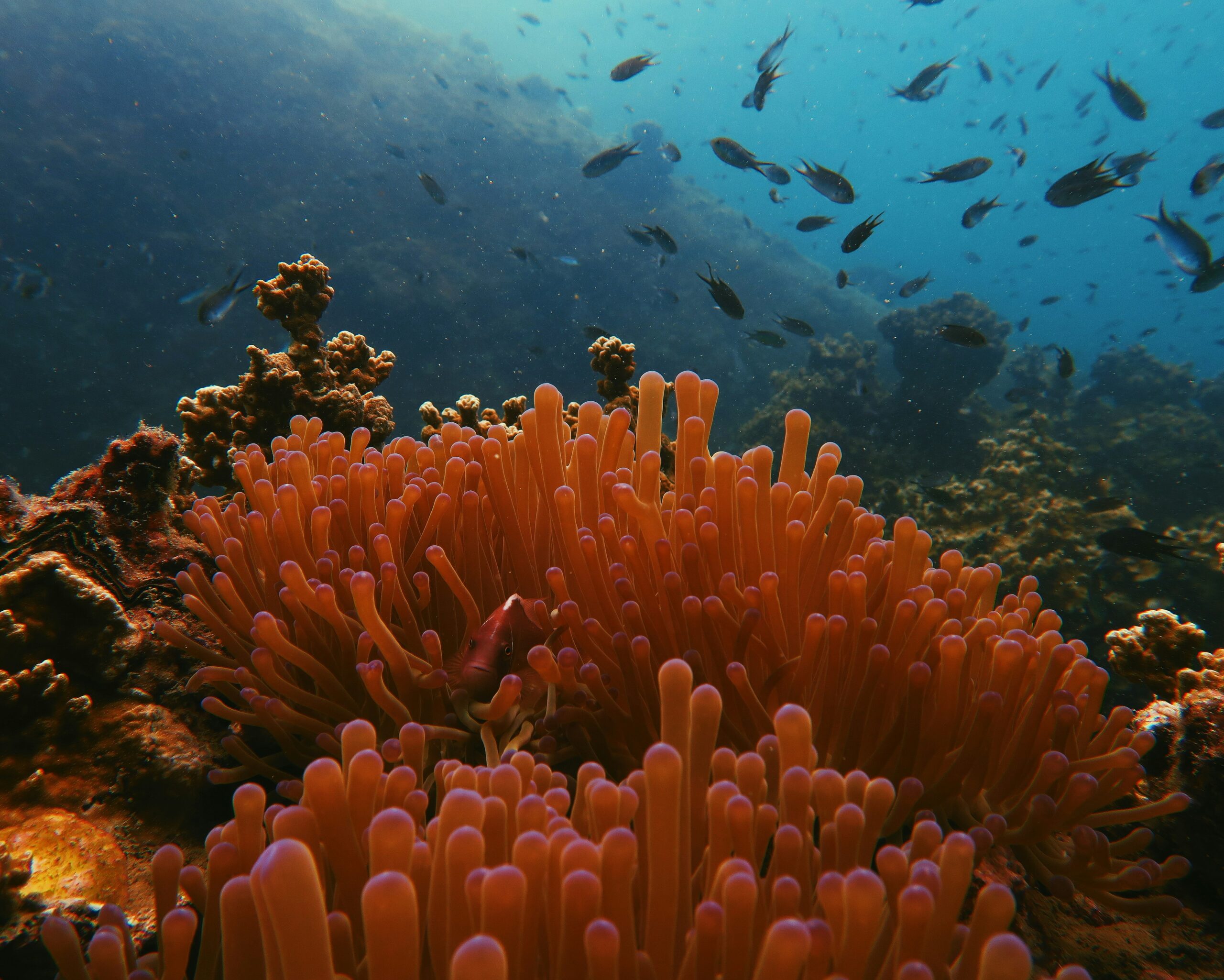 Pierwsza na świecie konferencja na temat wycofywania paliw kopalnych skupia uwagę na oceanach