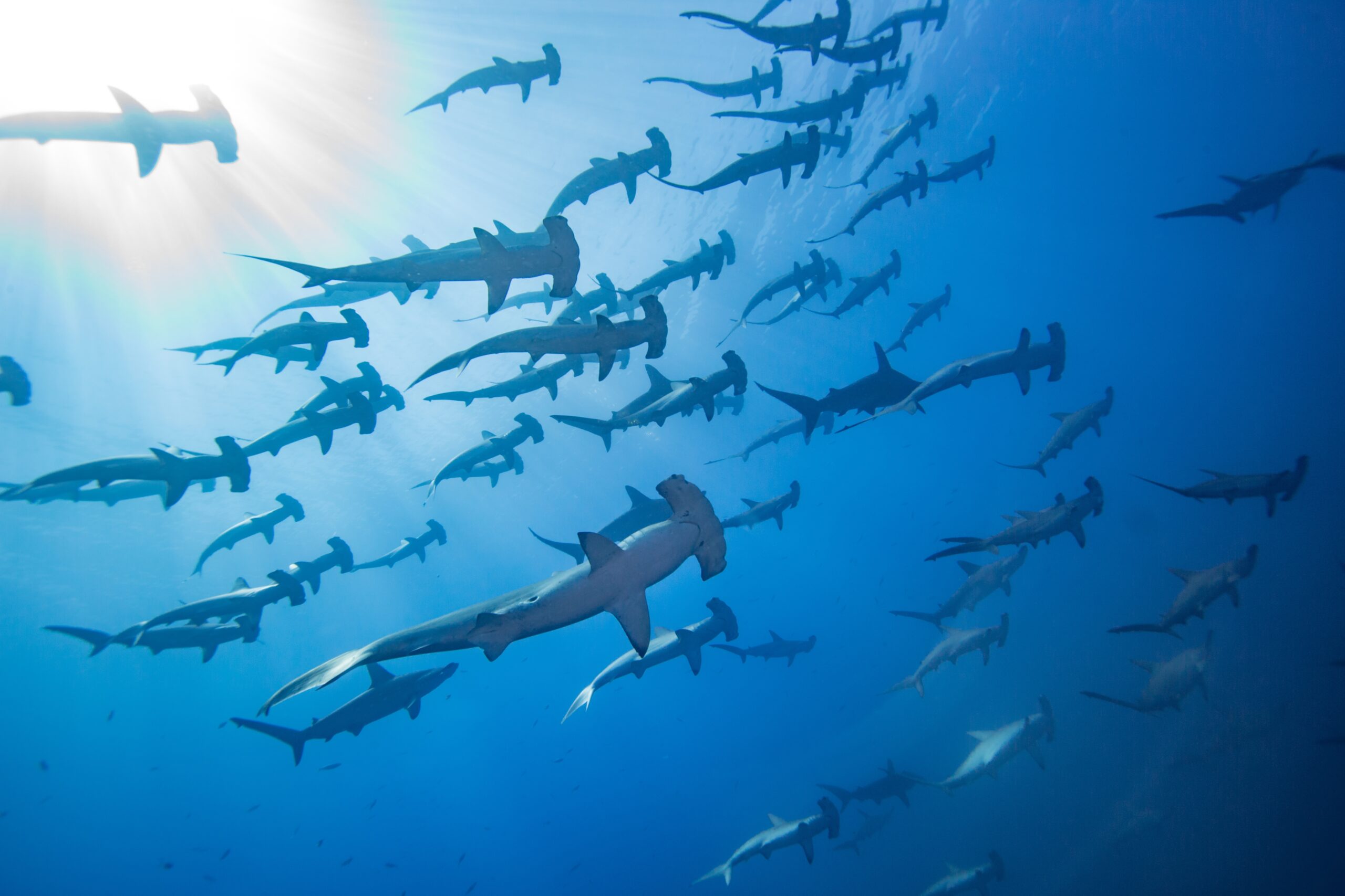 Historyczne zobowiązania dotyczące rekinów i płaszczek zadeklarowane w Our Ocean