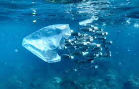 Mikroplastik udokumentowany po raz pierwszy w ekosystemach głębinowych