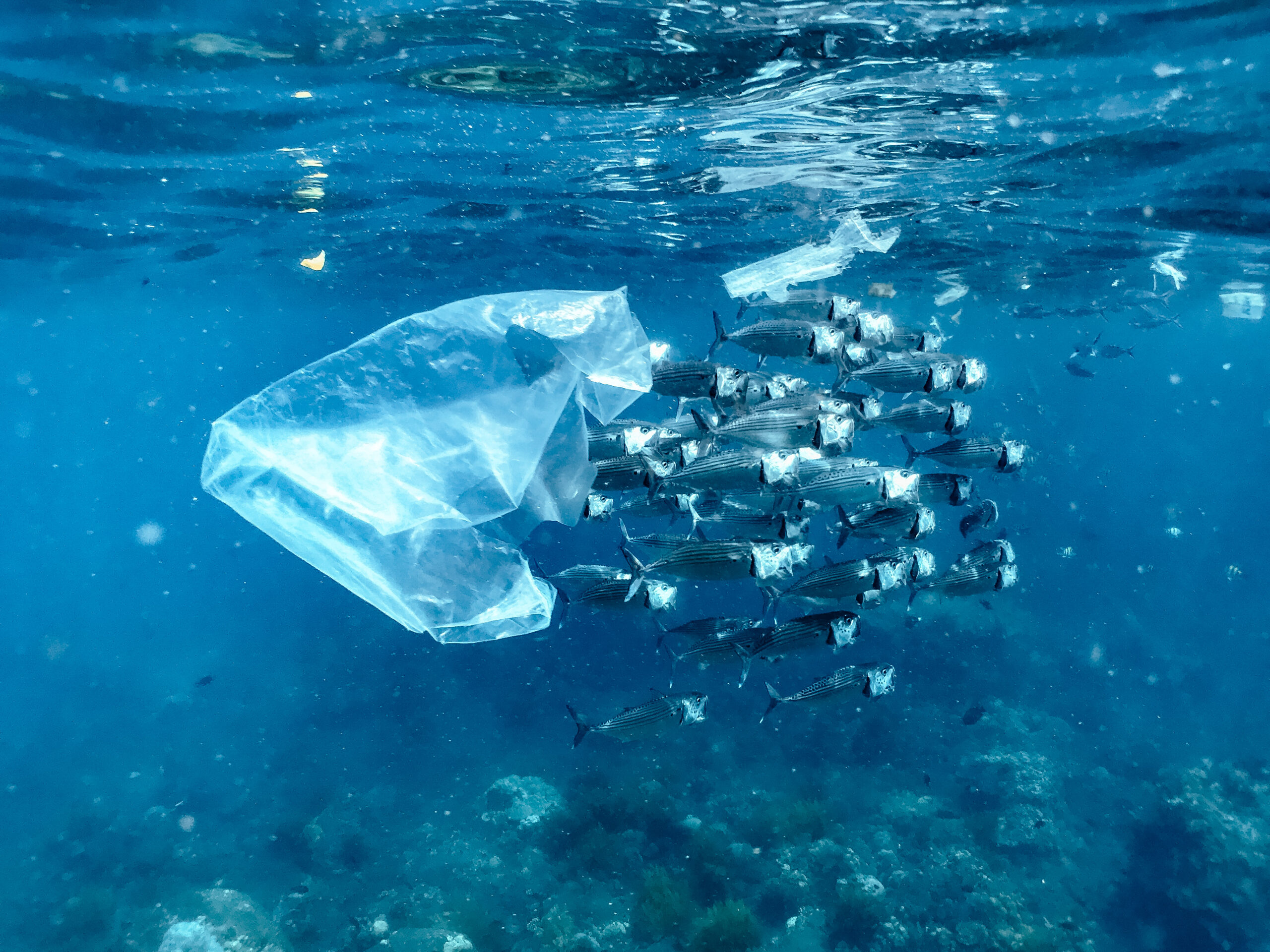 Mikroplastik udokumentowany po raz pierwszy w ekosystemach głębinowych