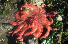 Słonecznikowe gwiazdy morskie staną przed sądem w związku z nieudanymi zabezpieczeniami