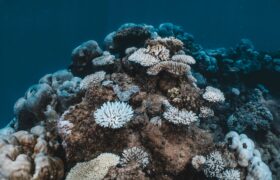 Naukowcy rozwiązują zagadkę tego, kiedy koralowce Ningaloo się rozmnażają