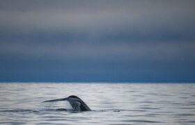 Płetwal błękitny mapuje temperaturę oceanu w poszukiwaniu pożywienia