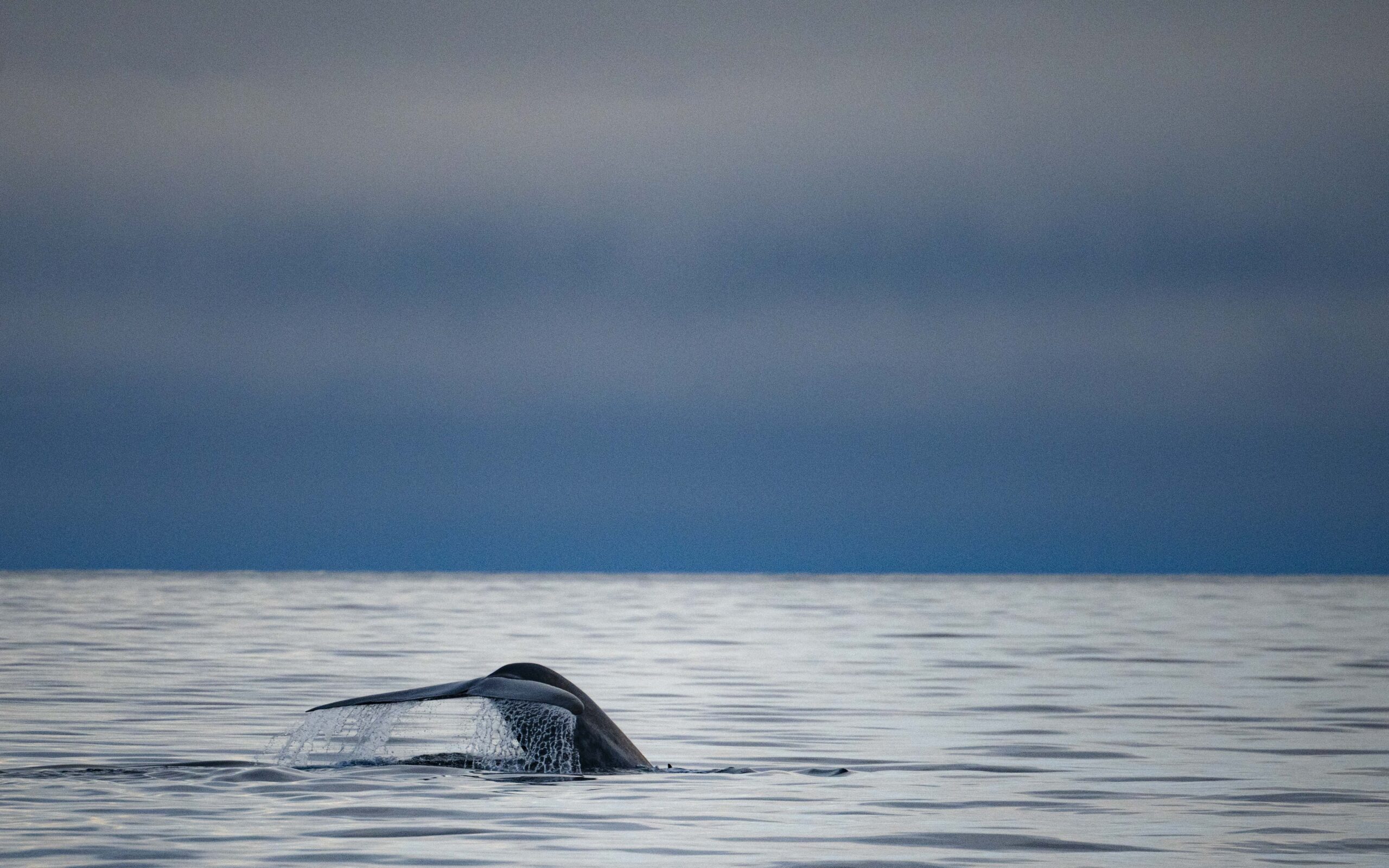 Płetwal błękitny mapuje temperaturę oceanu w poszukiwaniu pożywienia