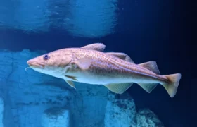 Naukowcy ponownie zalecają zerowe połowy dorsza na wodach Wielkiej Brytanii, aby zapobiec załamaniu się stad