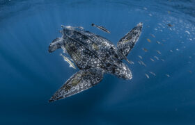 Przy obecnym tempie ochrona 30% oceanów zajmie do 2289 r., ostrzega Greenpeace