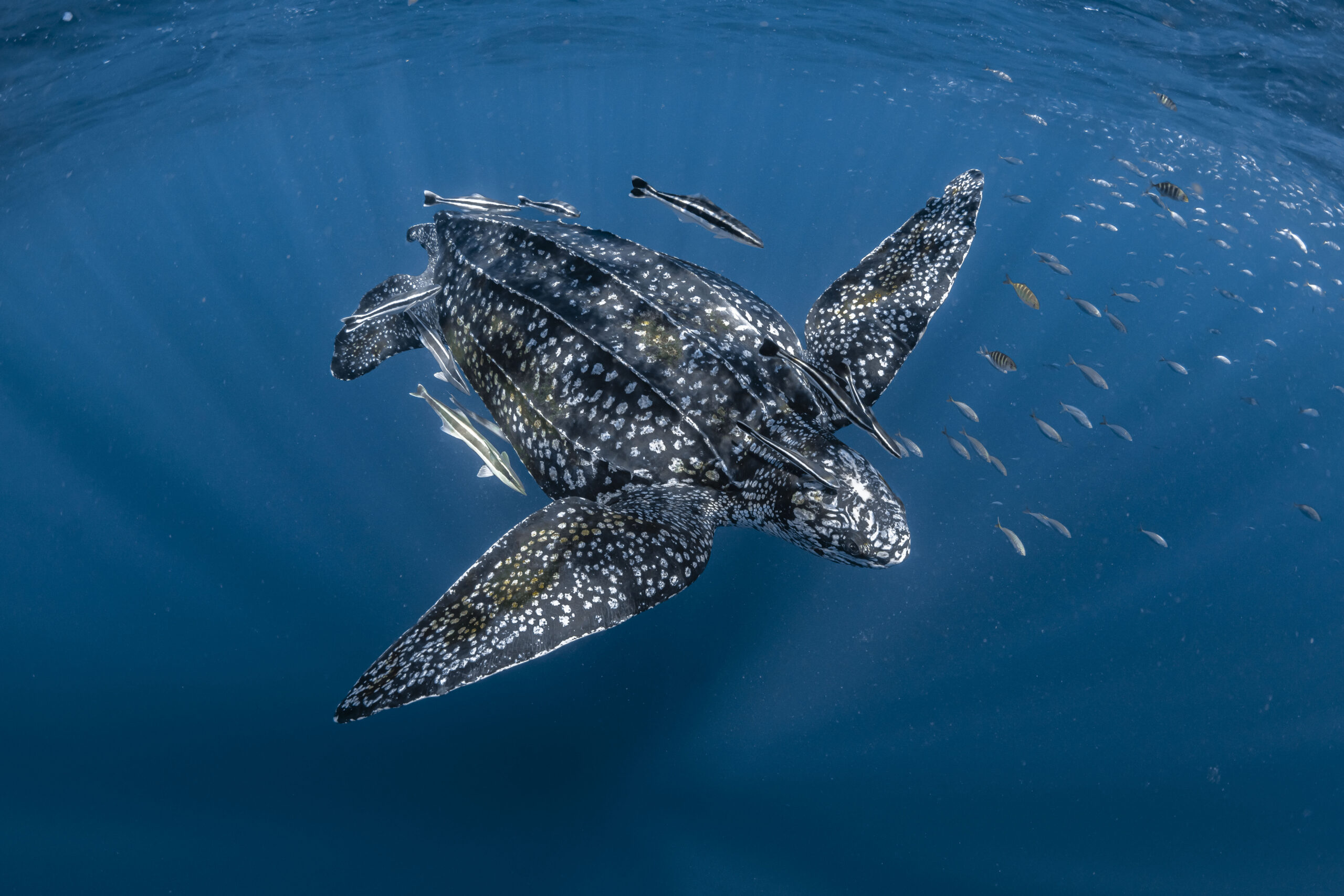 Przy obecnym tempie ochrona 30% oceanów zajmie do 2289 r., ostrzega Greenpeace