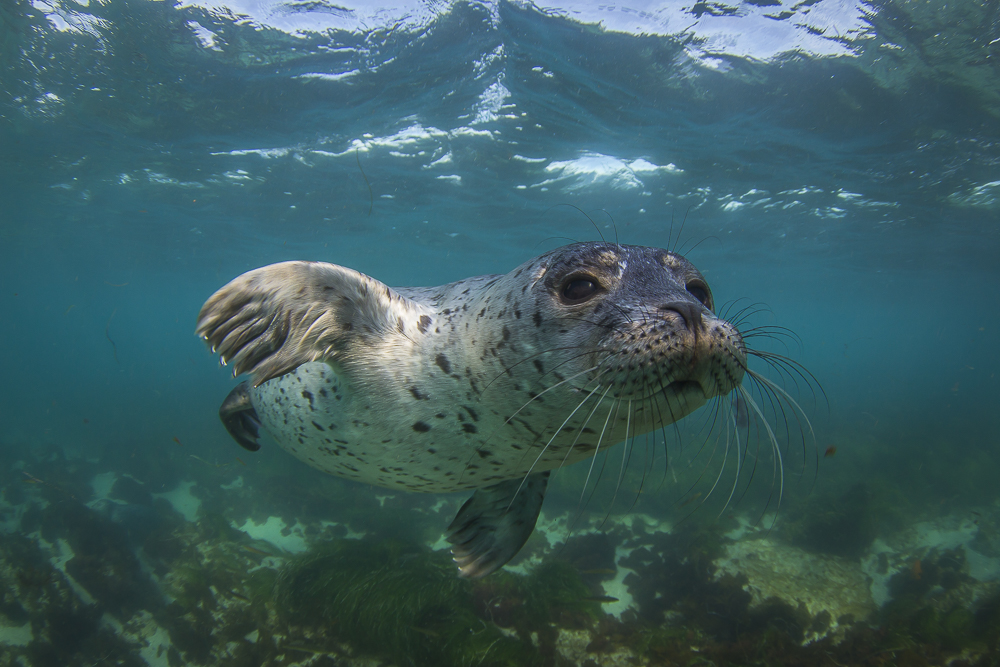 Zabezpieczenia oparte na technologii Chumash pomagają Kalifornii rozwijać sieć oceaniczną